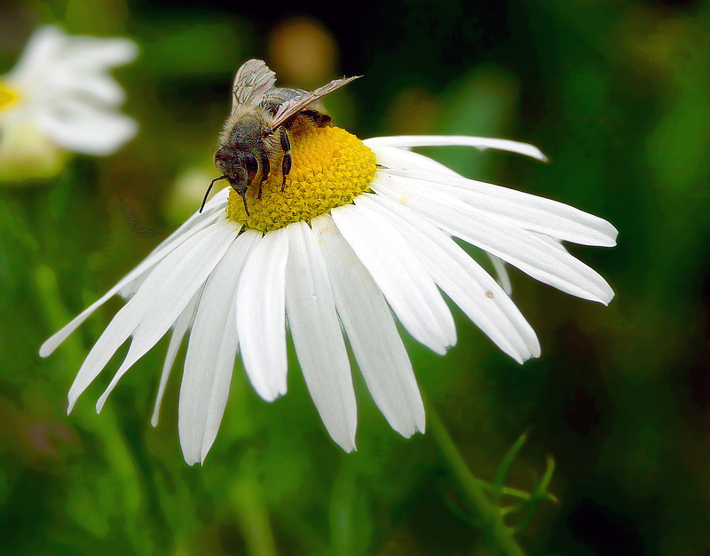 Tiere  PICT 6611  Nr 2_Bildgröße ändern.jpg